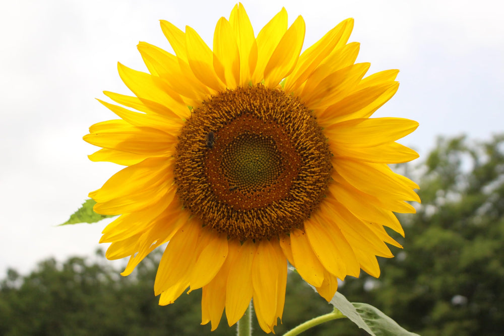 Axel's Garden Seeds non-GMO heirloom seeds ideal for a beginner gardener.