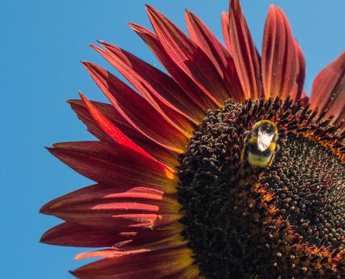 Large sunflower heads and edible seeds add drama and function to outdoor spaces.