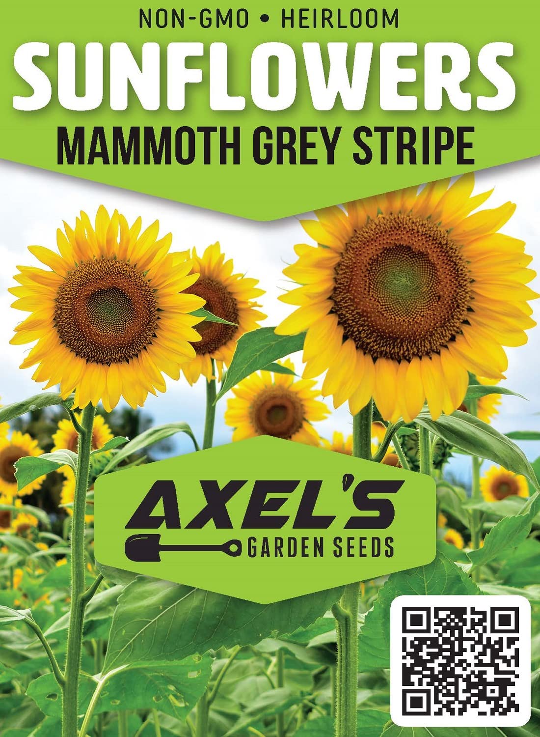 Axel's Garden Seeds Mammoth Grey Stripe seedling-ready for home gardening.