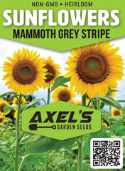 Axel's Garden Seeds Mammoth Grey Stripe seedling-ready for home gardening.