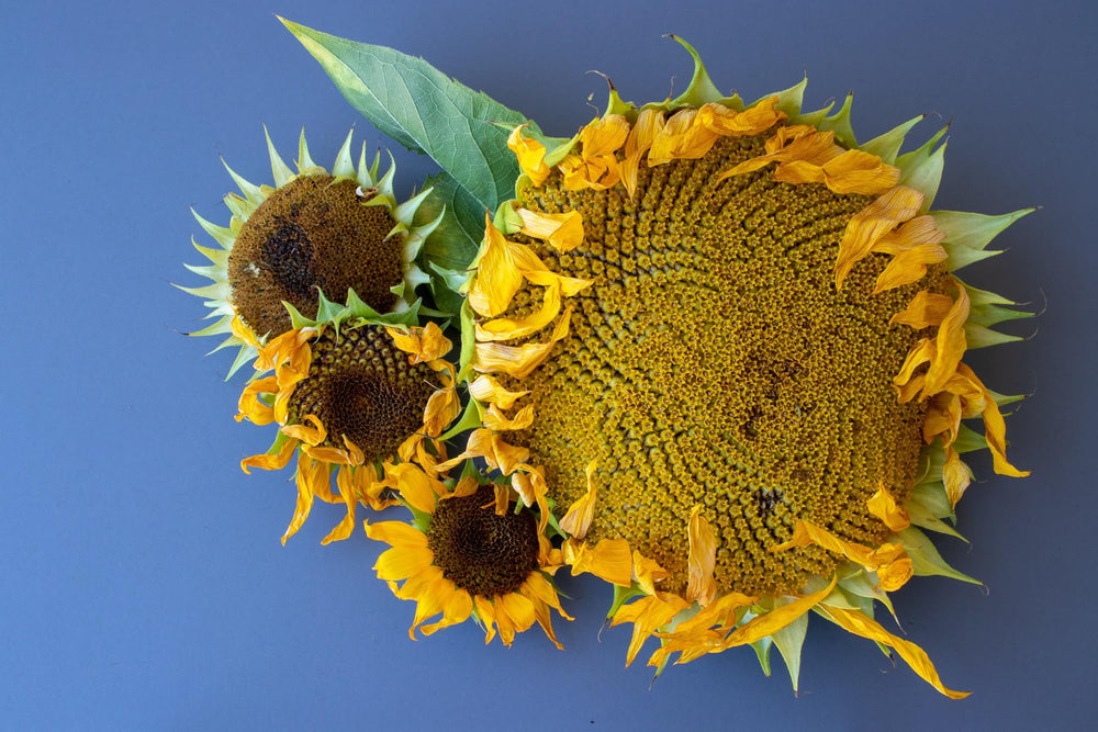Axel's Garden Seeds sunflower blooms with bright yellow petals in mid-summer.
