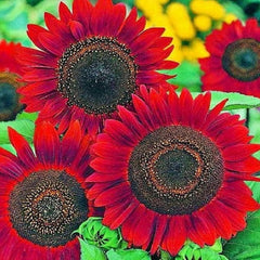 Velvet Queen sunflower bloom from Axel's Garden Seeds showing tall vibrant heads.