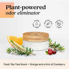Azuna tea tree oil diffusion in room shows natural odor neutralization.