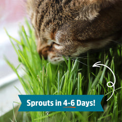 Cat grass from Back to the Roots wheatgrass seeds loved by pets.