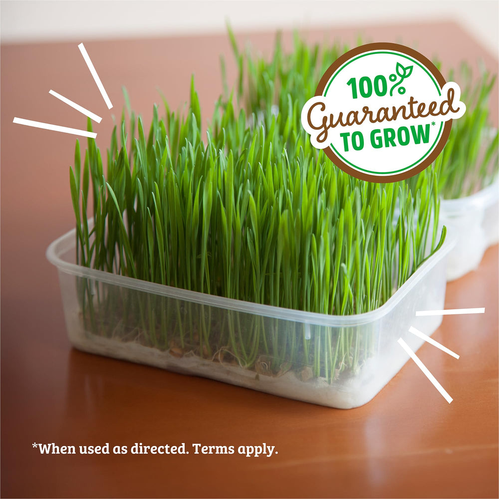 Juice-ready greens from Back to the Roots wheatgrass seeds for smoothies.