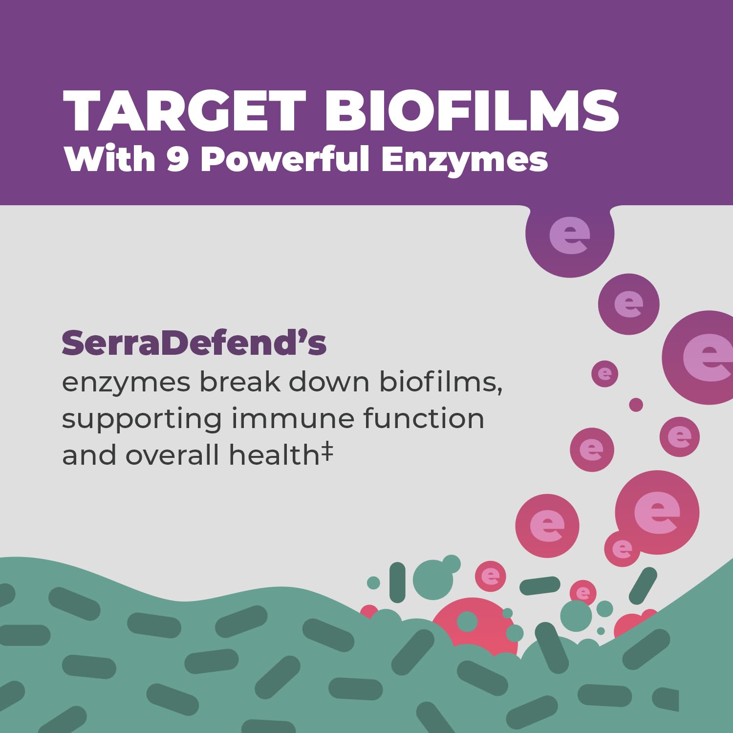 Balance ONE enteric-coated serrapeptase reaches the intestine for effective action.
