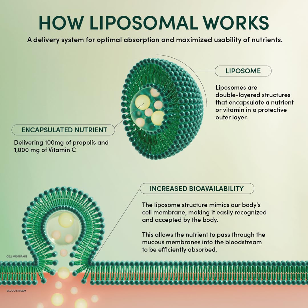 Graphic showing liposomal delivery of propolis and vitamin C by Beekeeper's Naturals