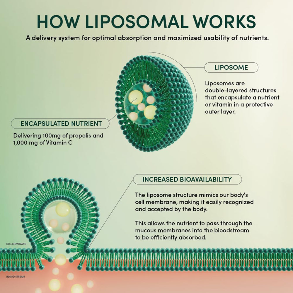 Graphic showing liposomal delivery of propolis and vitamin C by Beekeeper's Naturals