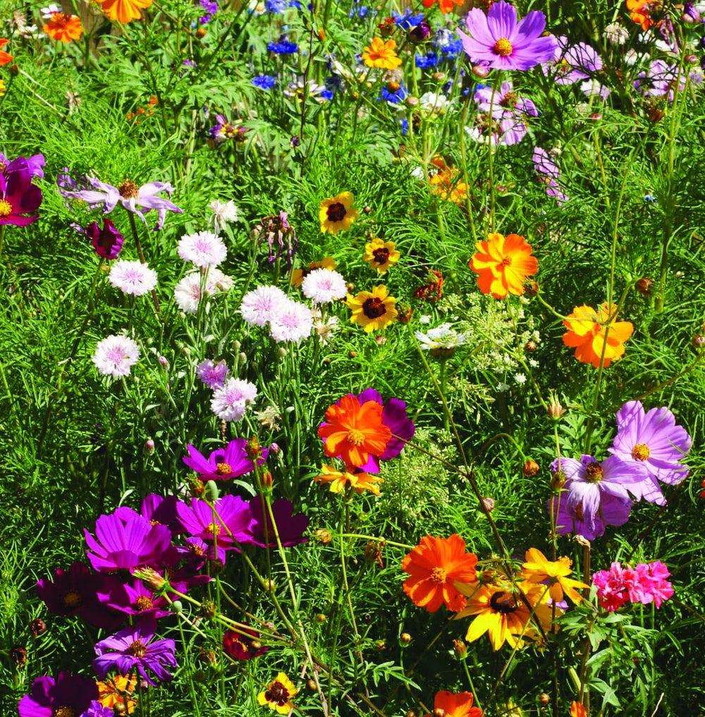 Bentley Seed Co. eco gardening setup with pre-filled packets