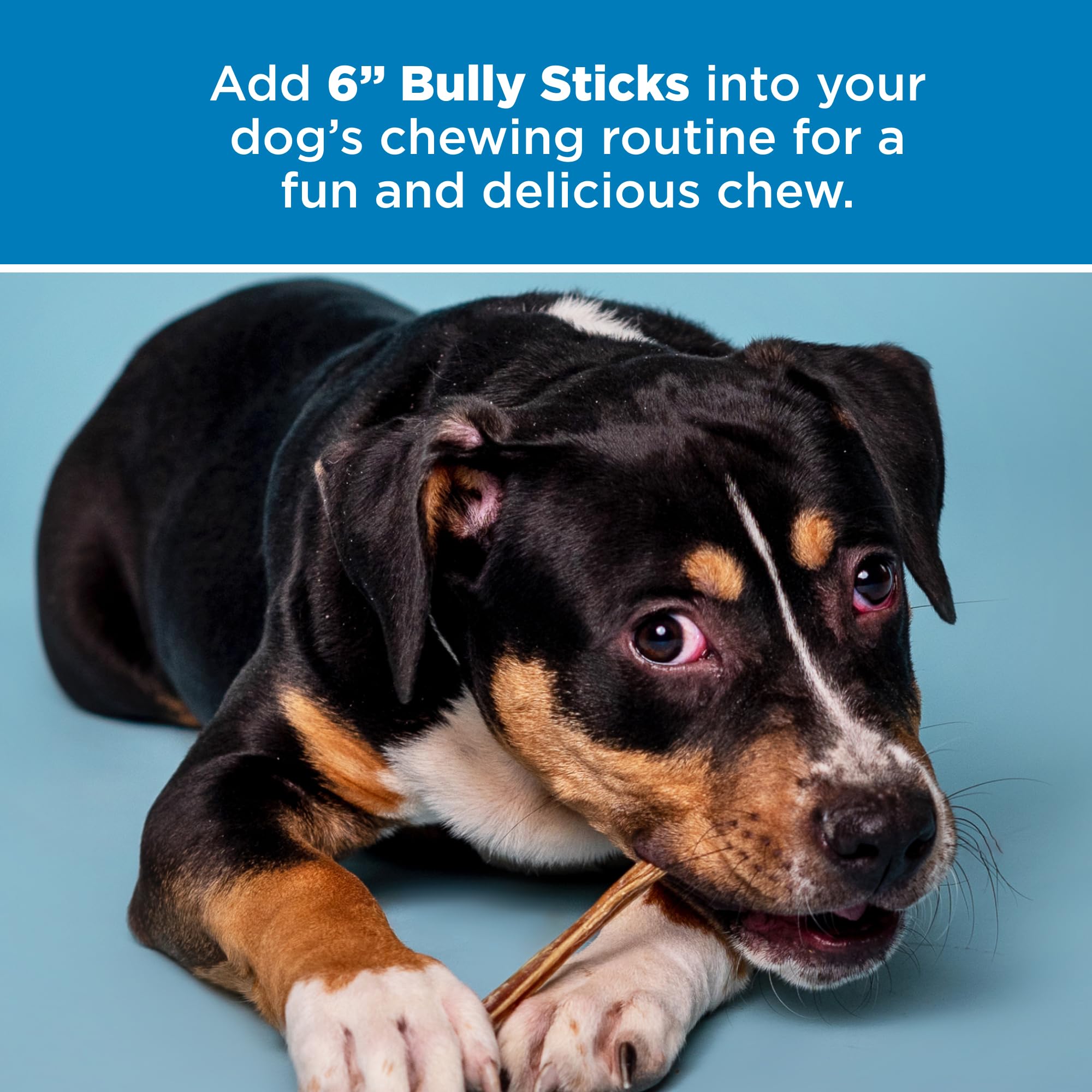 Best Bully Sticks grass-fed beef treat ready for daily rewards
