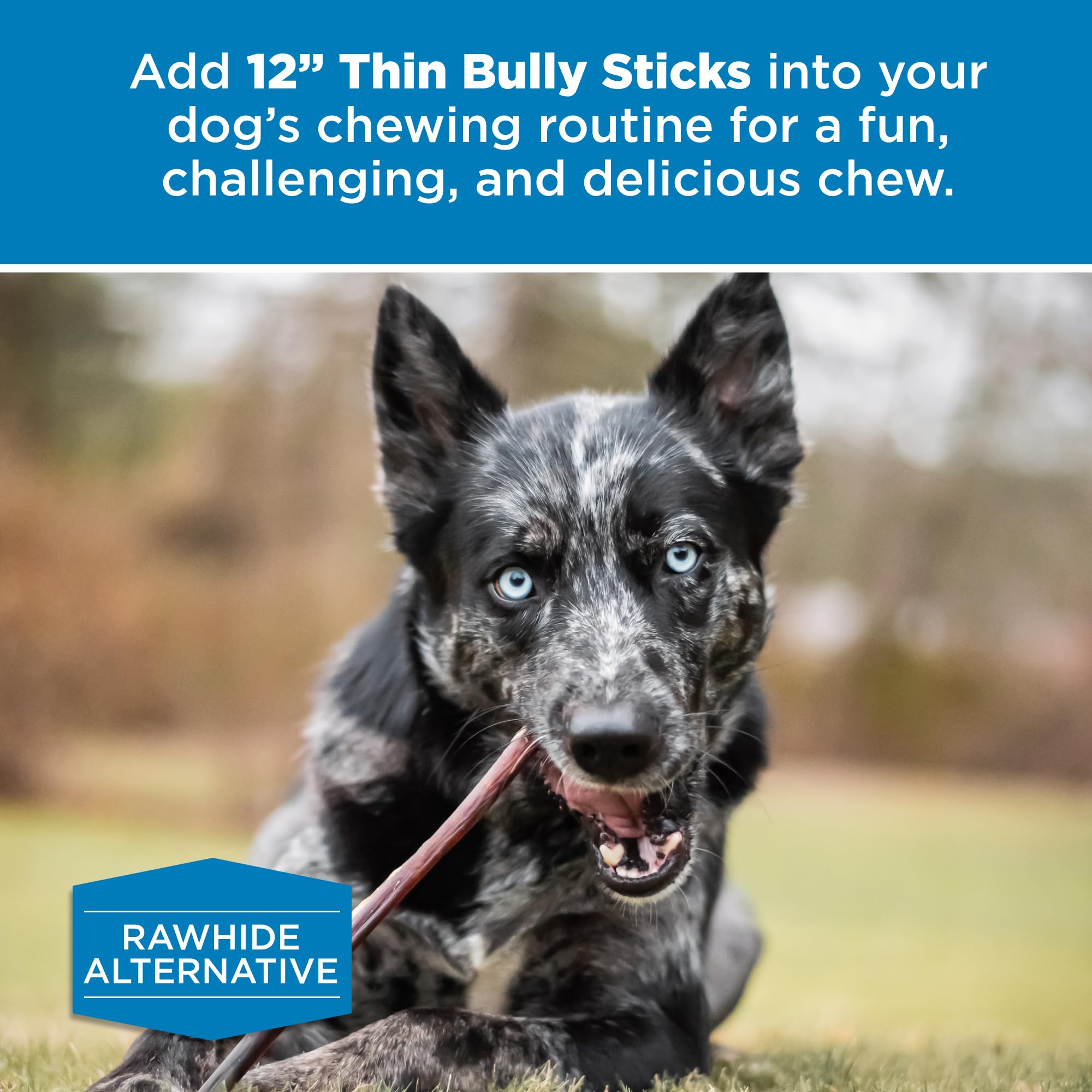Best Bully Sticks senior-dog chew, lightweight stick designed for easy chewing.