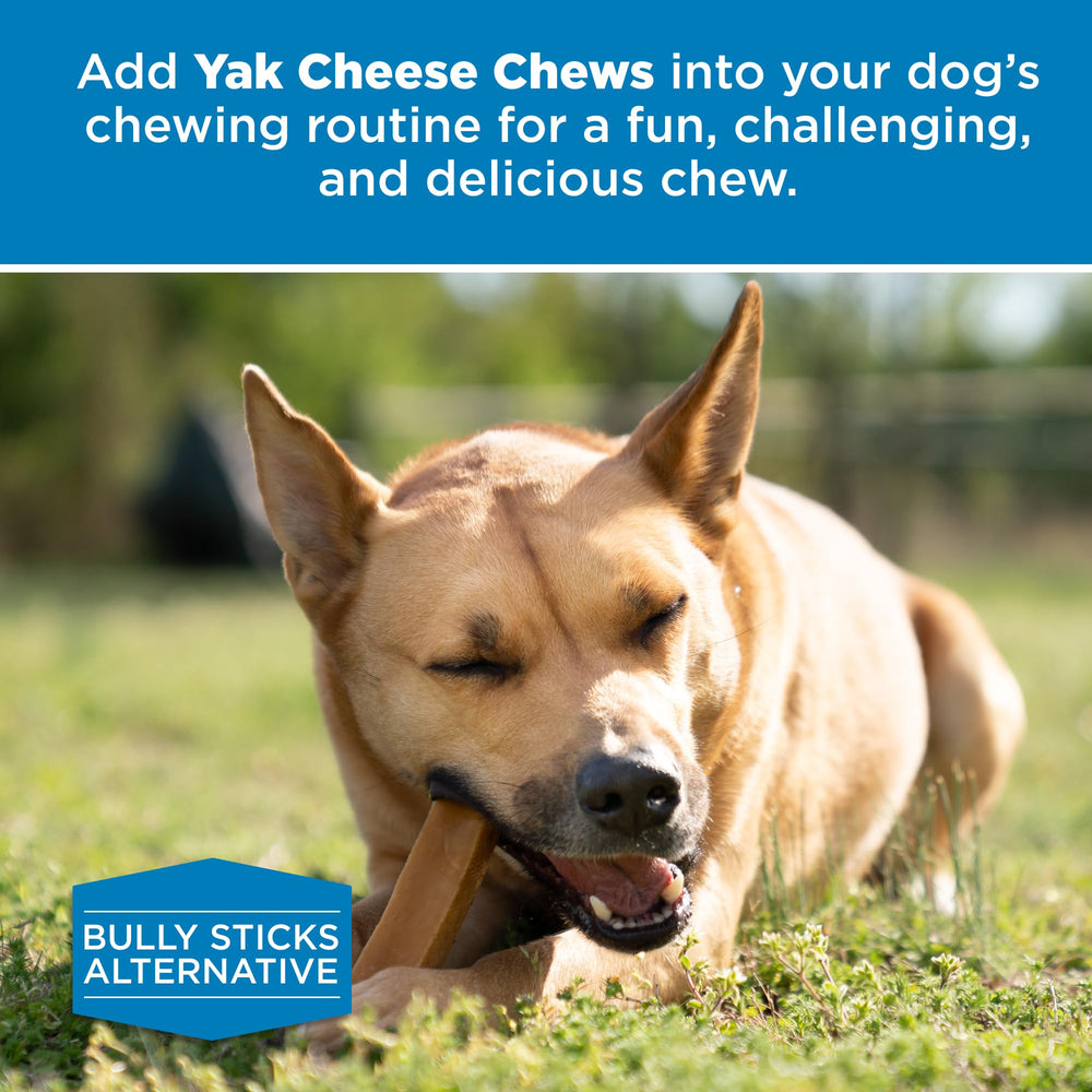 Best Bully Sticks Himalayan Yak Cheese rawhide-free dog chew option.