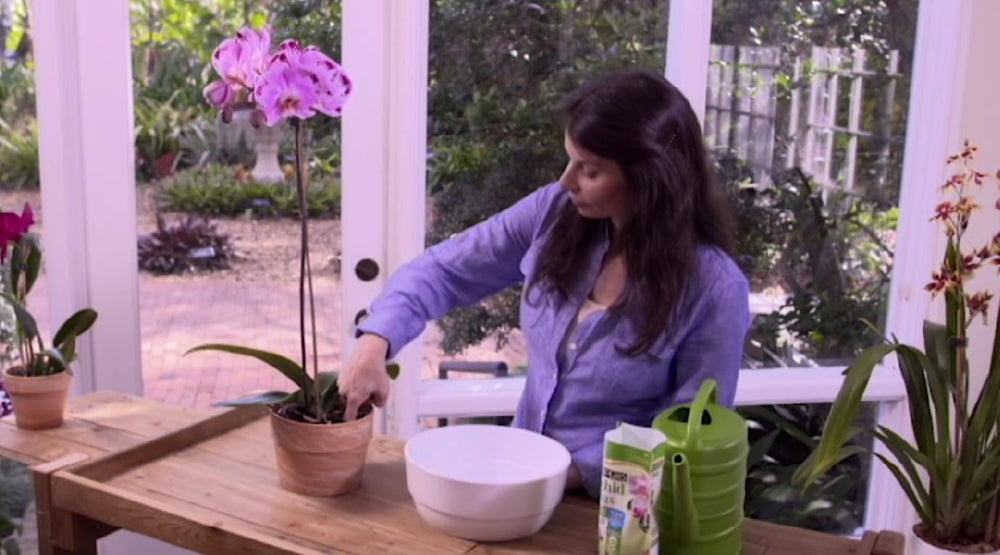 Better-Gro Sun Bulb 5011 Orchid roots thriving with balanced mix