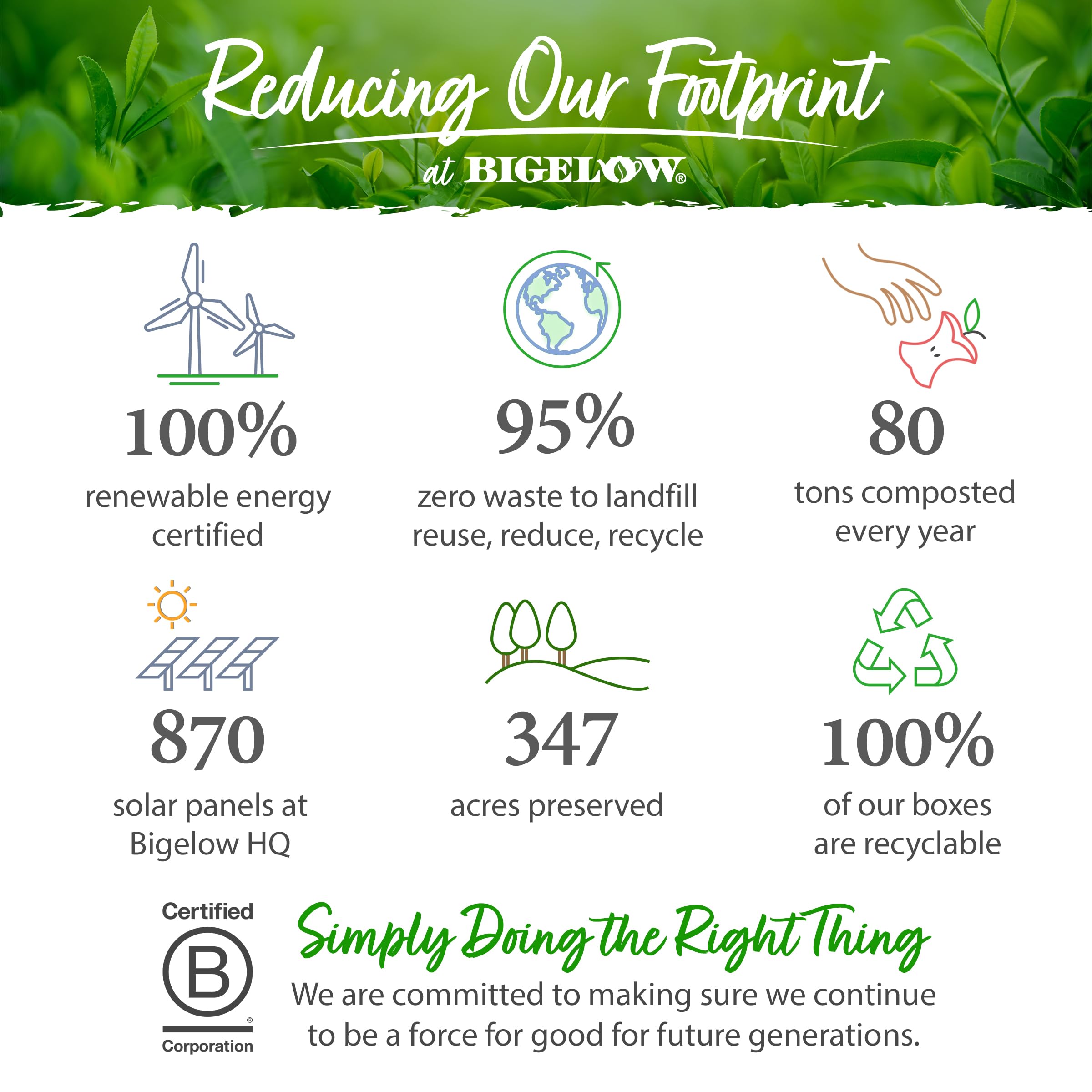 Bigelow Green Tea with Mint tea bags ready to brew anytime.