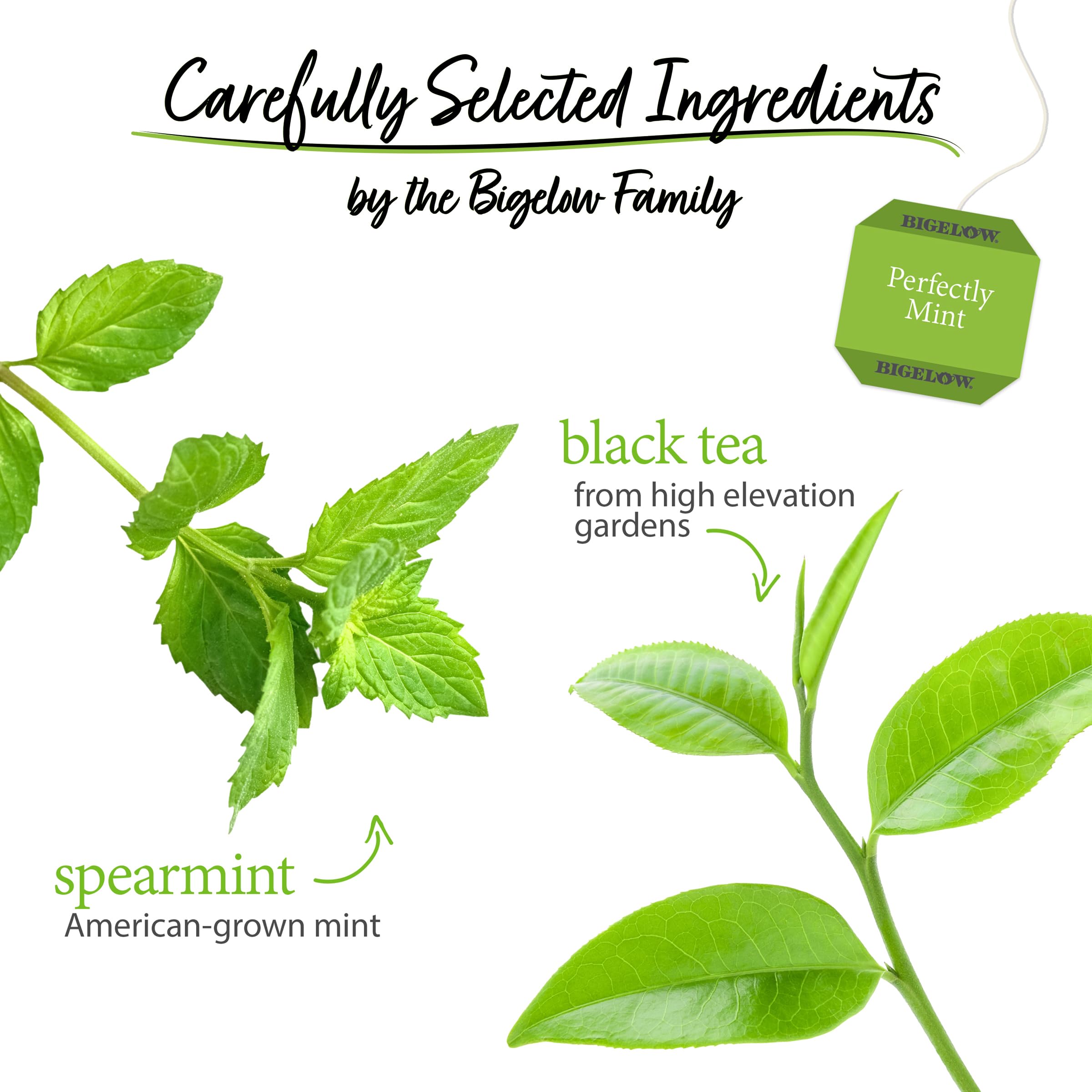 Steaming cup of Bigelow Perfectly Mint Black Tea with mint finish.