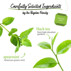 Steaming cup of Bigelow Perfectly Mint Black Tea with mint finish.