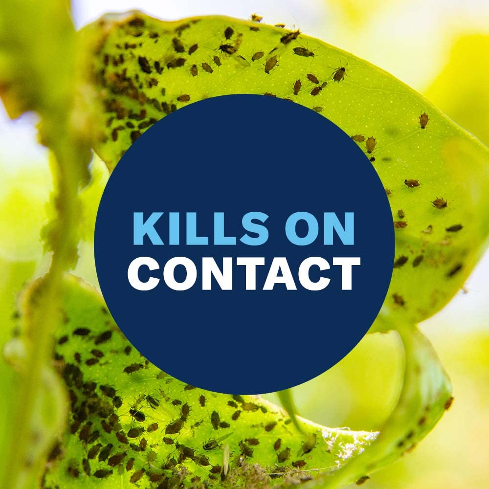 BioAdvanced 3-in-1 spray on fruit trees kills caterpillars and aphids efficiently.