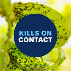 BioAdvanced 3-in-1 spray on fruit trees kills caterpillars and aphids efficiently.