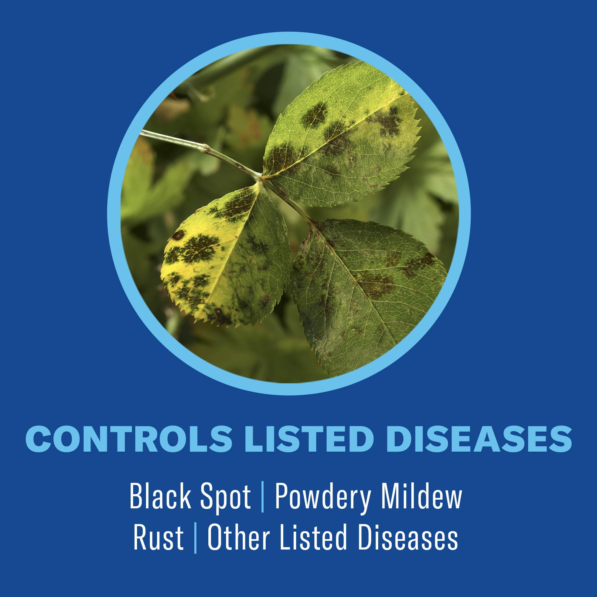 BioAdvanced 3-in-1 pest application reduces aphids and whiteflies.