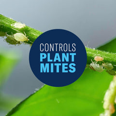 BioAdvanced All-in-One pest control protects outdoor plants from common insects.