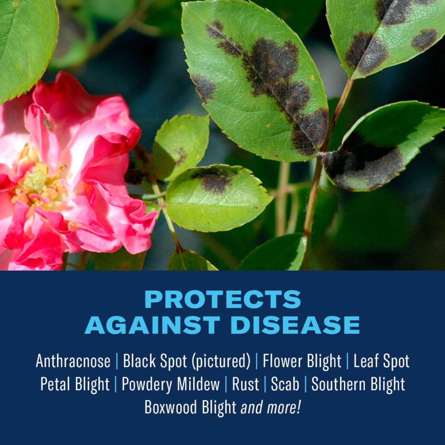 BioAdvanced Disease Control protects against powdery mildew on plants.