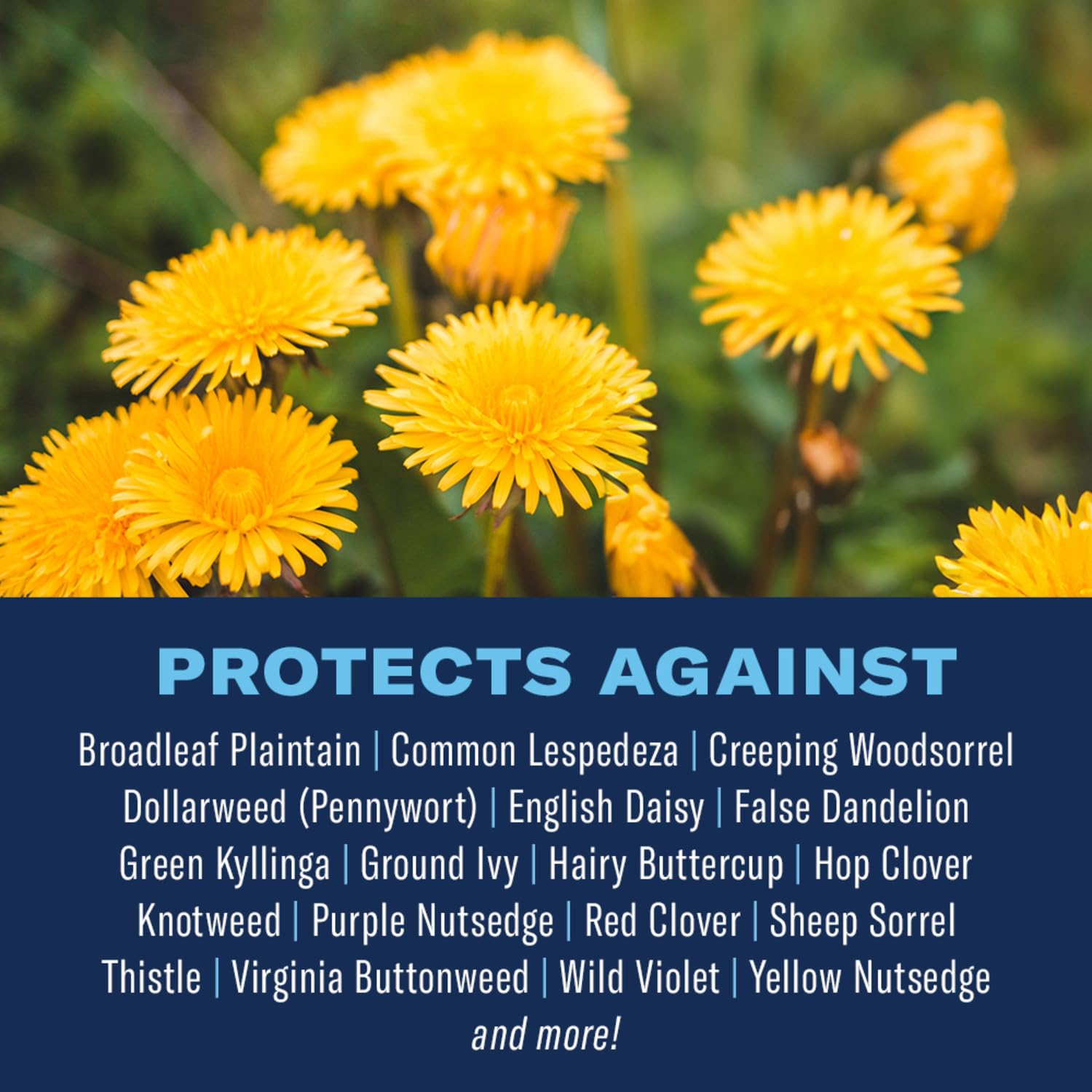 BioAdvanced lawn fertilizer with 35-0-3 NPK feeds grass for steady growth.