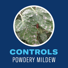Application of BioAdvanced Organics Houseplant Insect Killer on indoor plants.