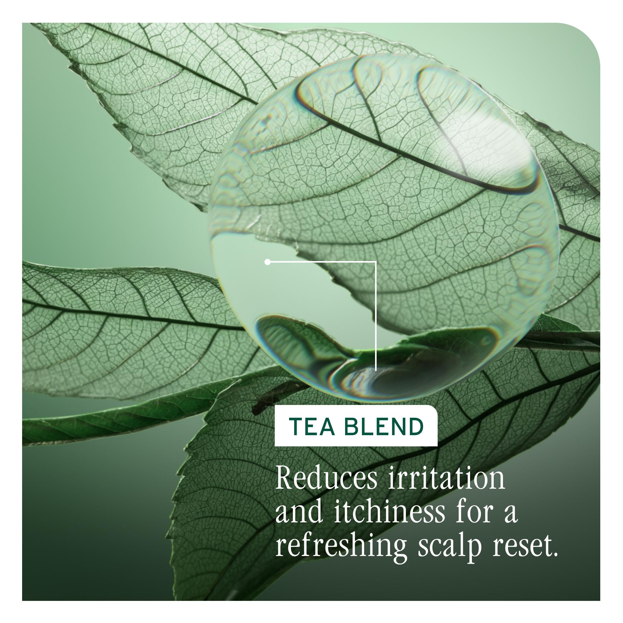 Biolage Scalp Sync glycolic acid feature hints at gentle exfoliation.