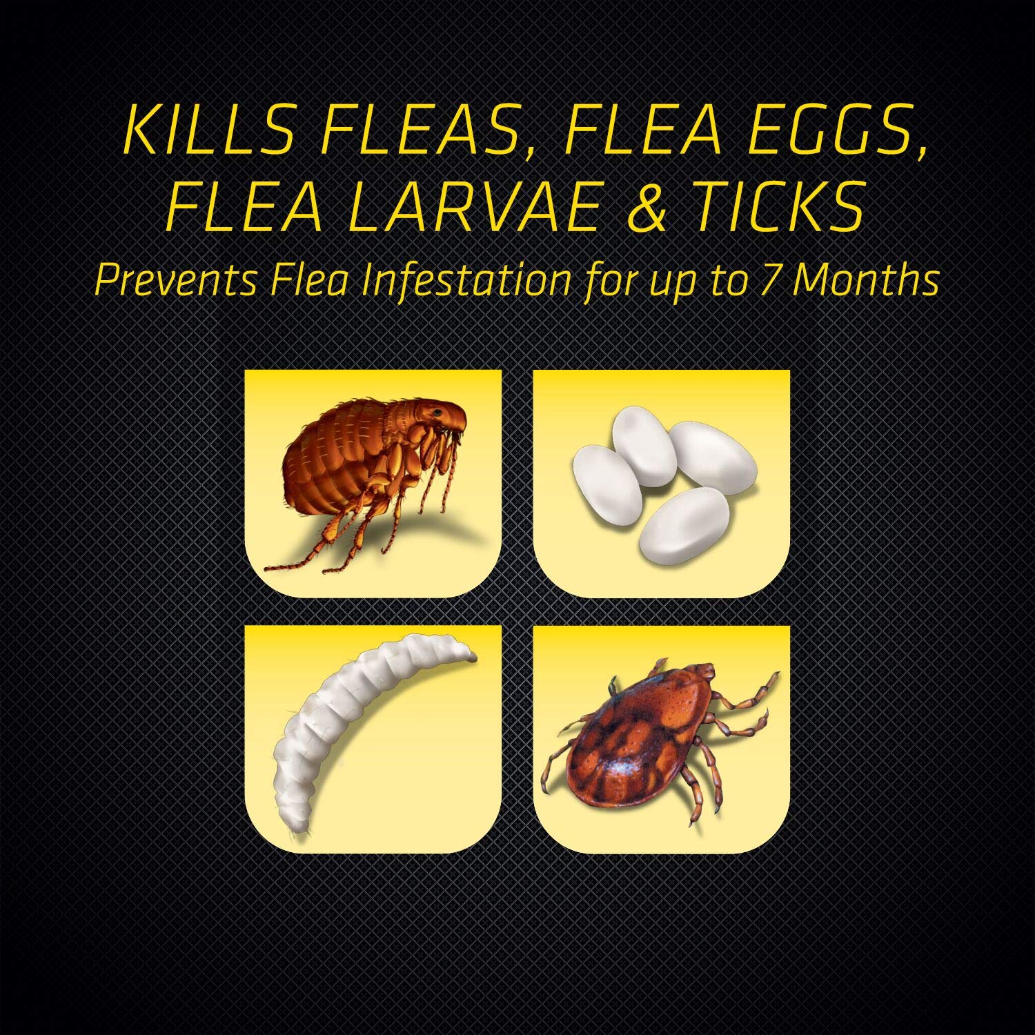 Black Flag Extreme Flea Killer carpet-application near baseboards showing targeted coverage.