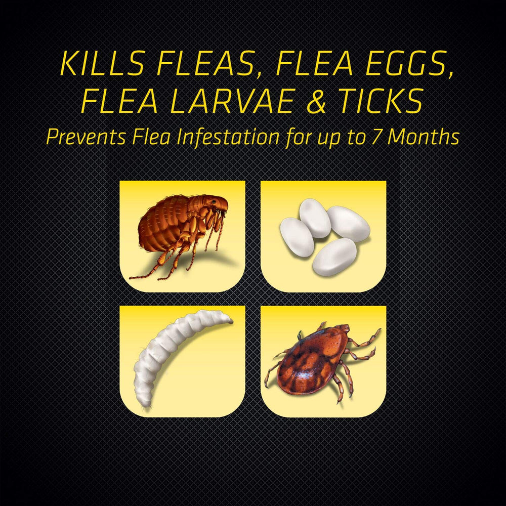 Black Flag Extreme Flea Killer carpet-application near baseboards showing targeted coverage.