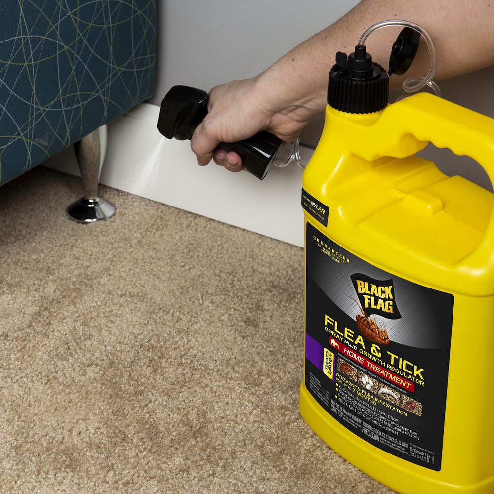 Black Flag Extreme Flea Killer indoor-room scene with treated surfaces and calm environment.