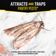 Black Flag glue trap close-up shows attractant for pantry moths.
