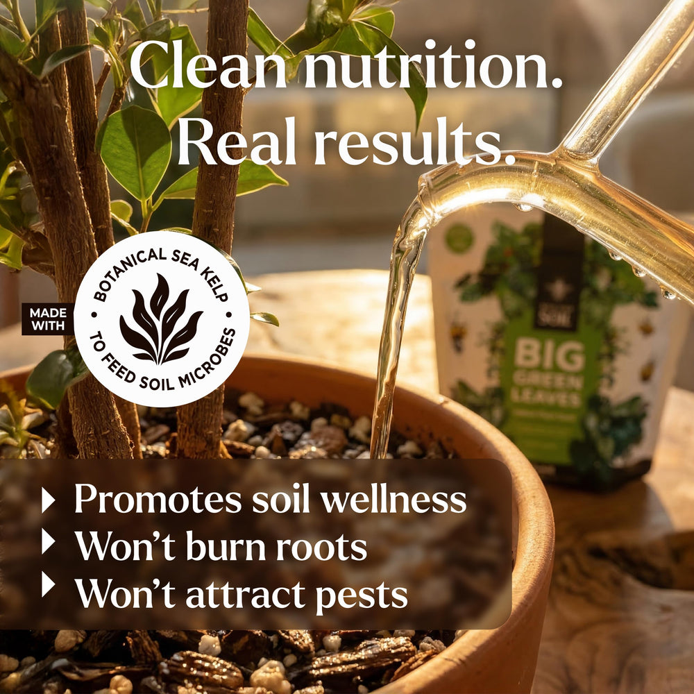 BLESS YOUR SOIL applying as soil drench or foliar feed for versatility.