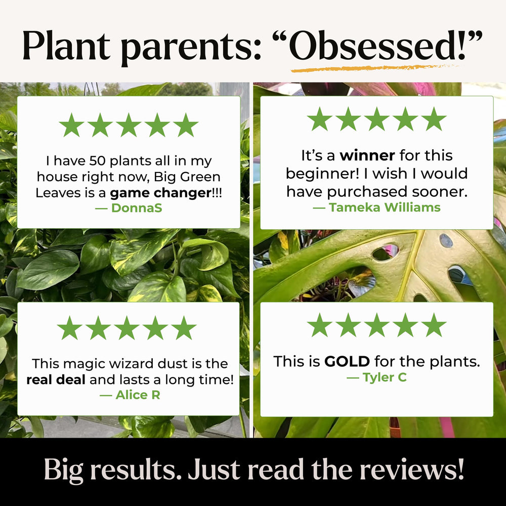 BLESS YOUR SOIL indoor plants thriving with fuller greener growth.