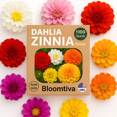 Direct sow Bloomtiva seeds outdoors for rapid seasonal color