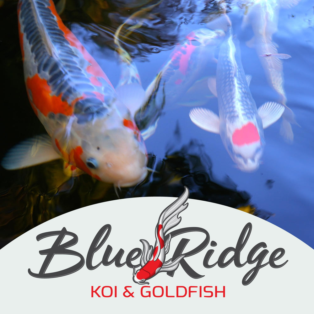 Blue Ridge Koi Food for koi and goldfish supports growth in small fish under 5 inches.