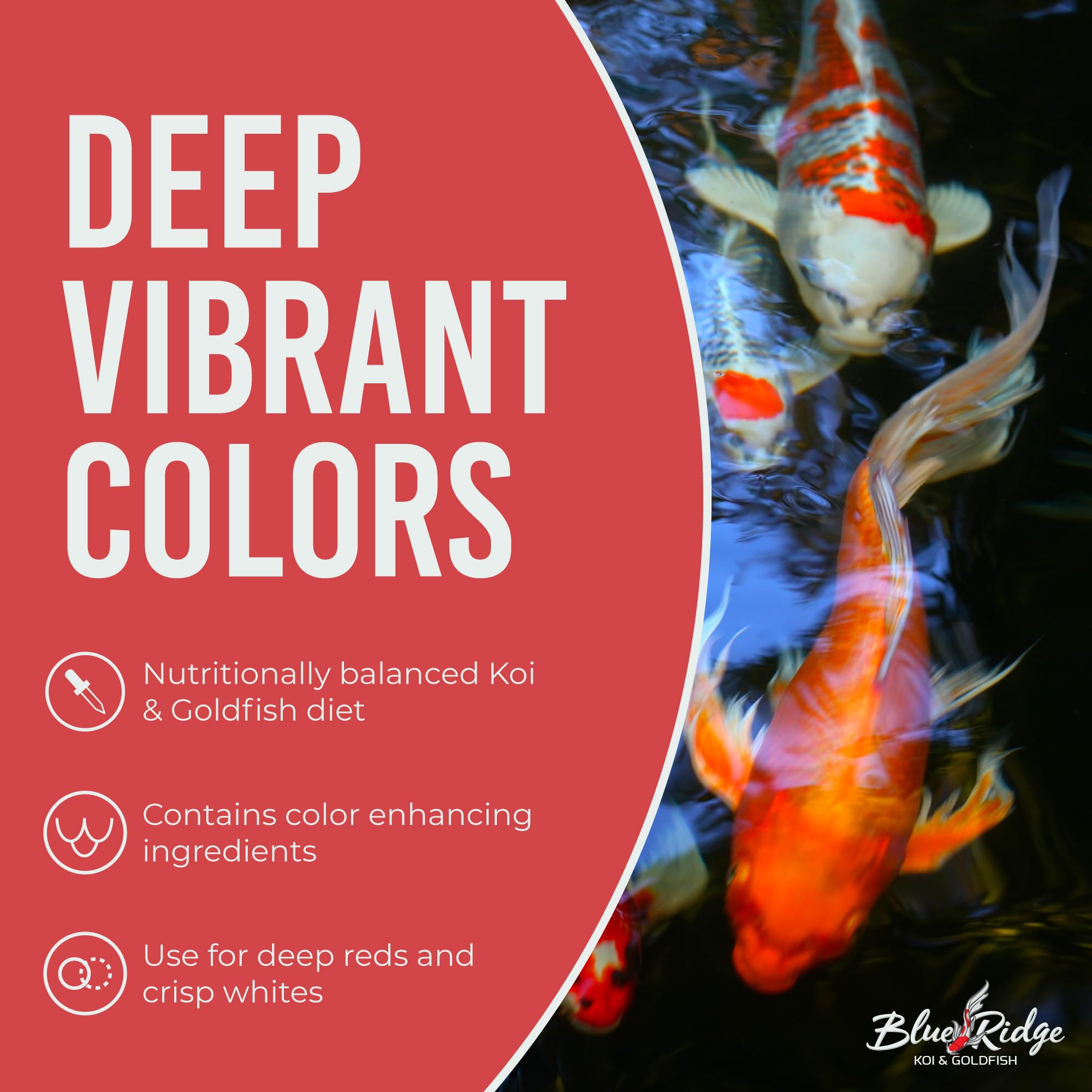 Blue Ridge Koi Food year-round feeding supports koi health in cooler seasons.