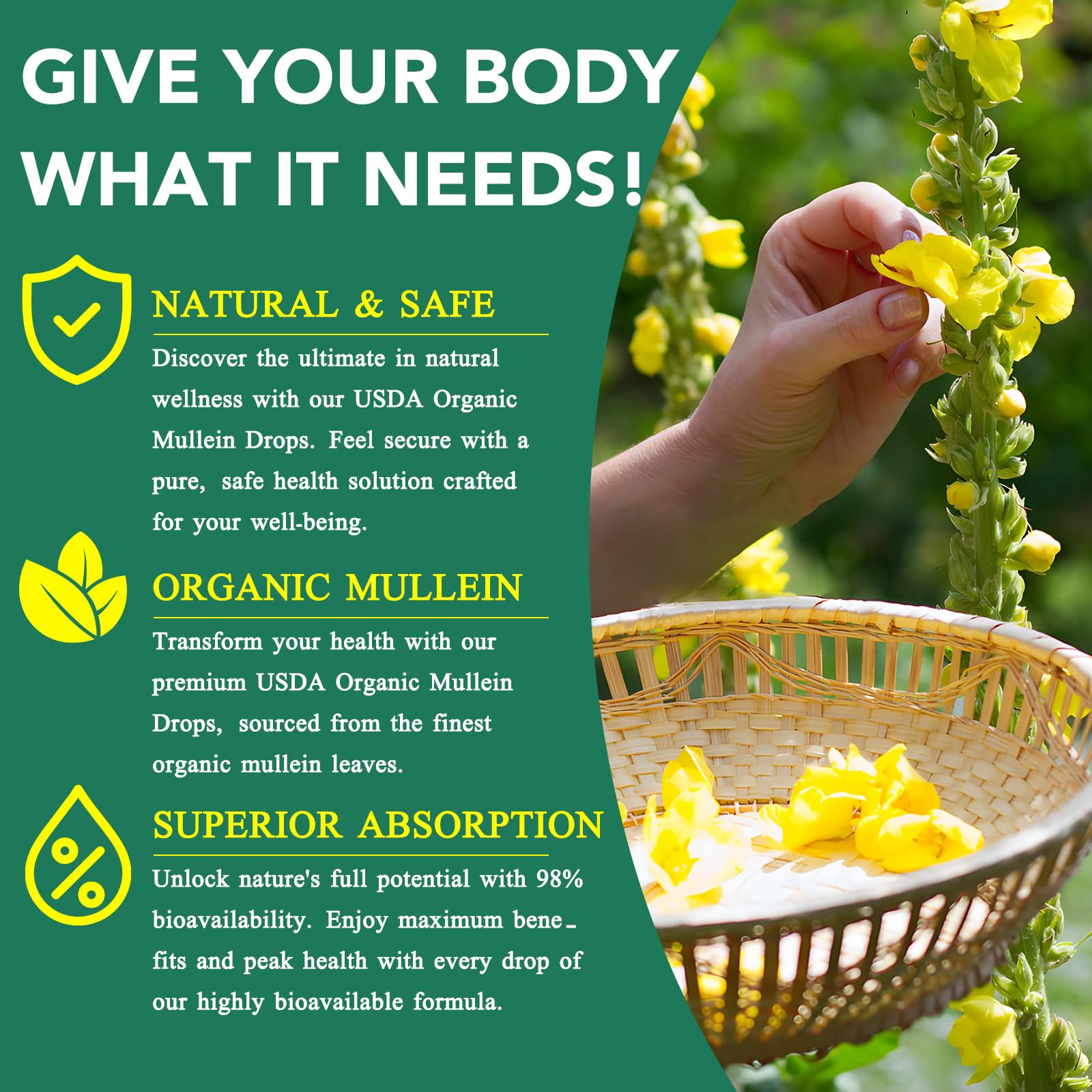 BOIUOITI Mullein Drops supports digestive comfort and wellness.