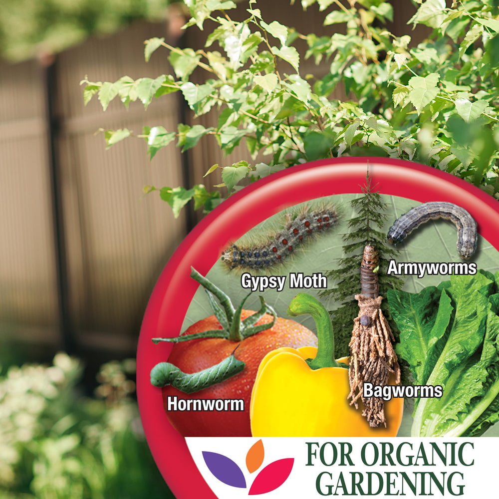 Bonide Captain Jack's Bt offers organic garden defense against hornworms and looper damage.