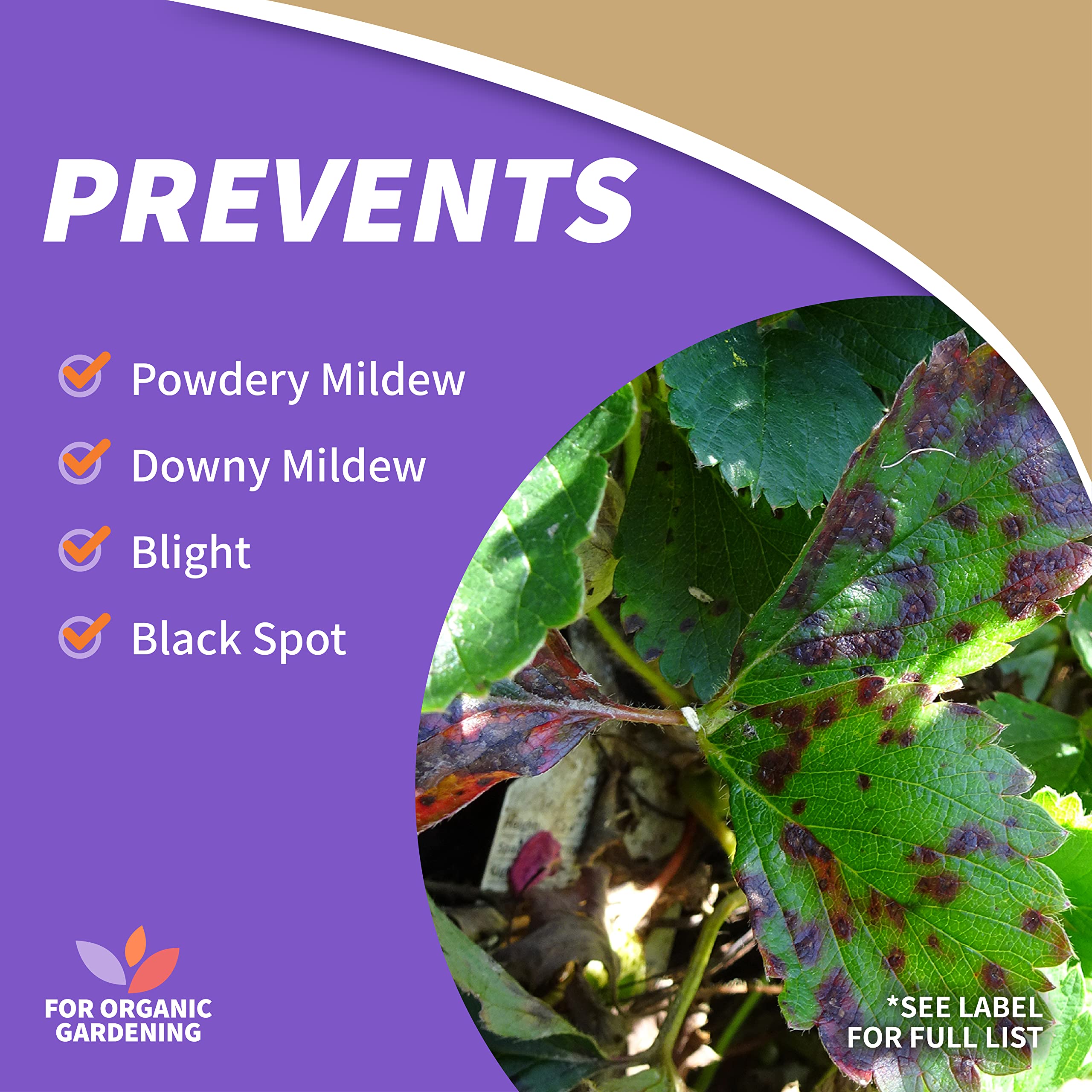 Applying Captain Jack's Copper Fungicide to roses and ornamentals.