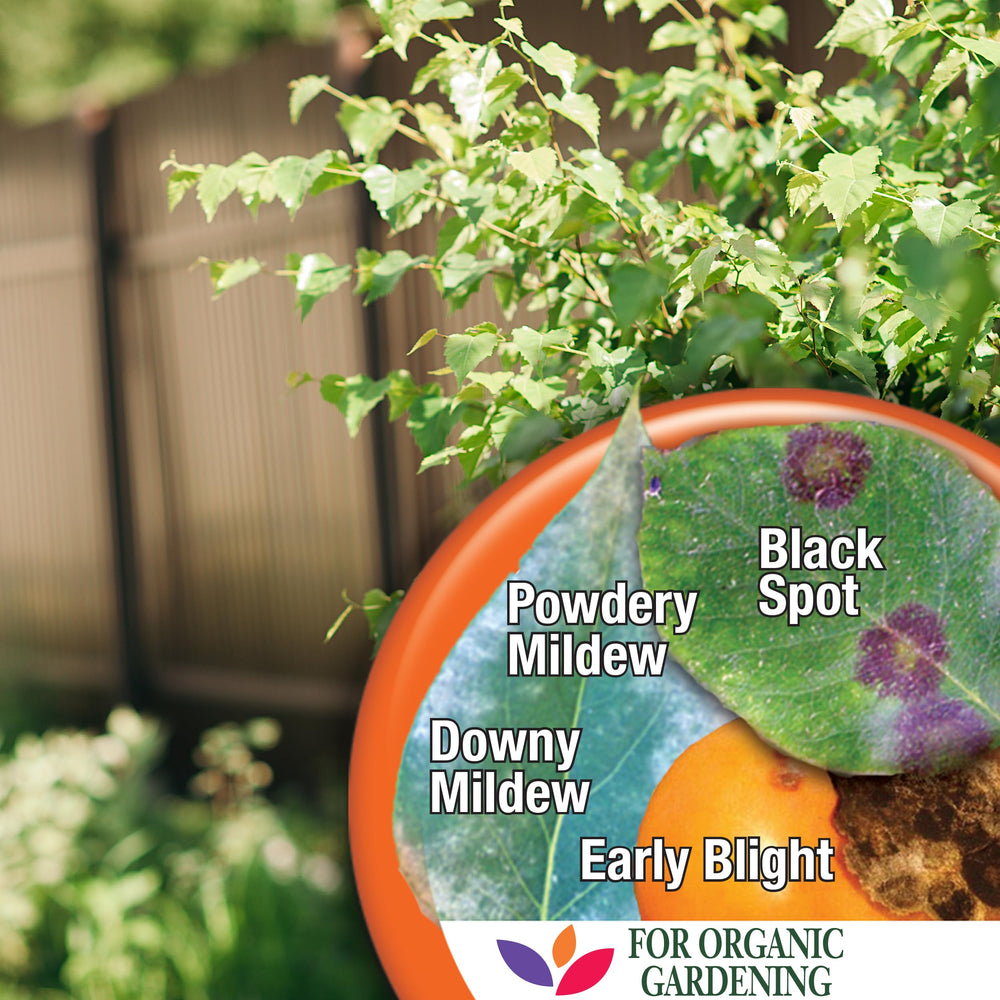 Healthy garden scene with Captain Jack's Copper Fungicide in use.