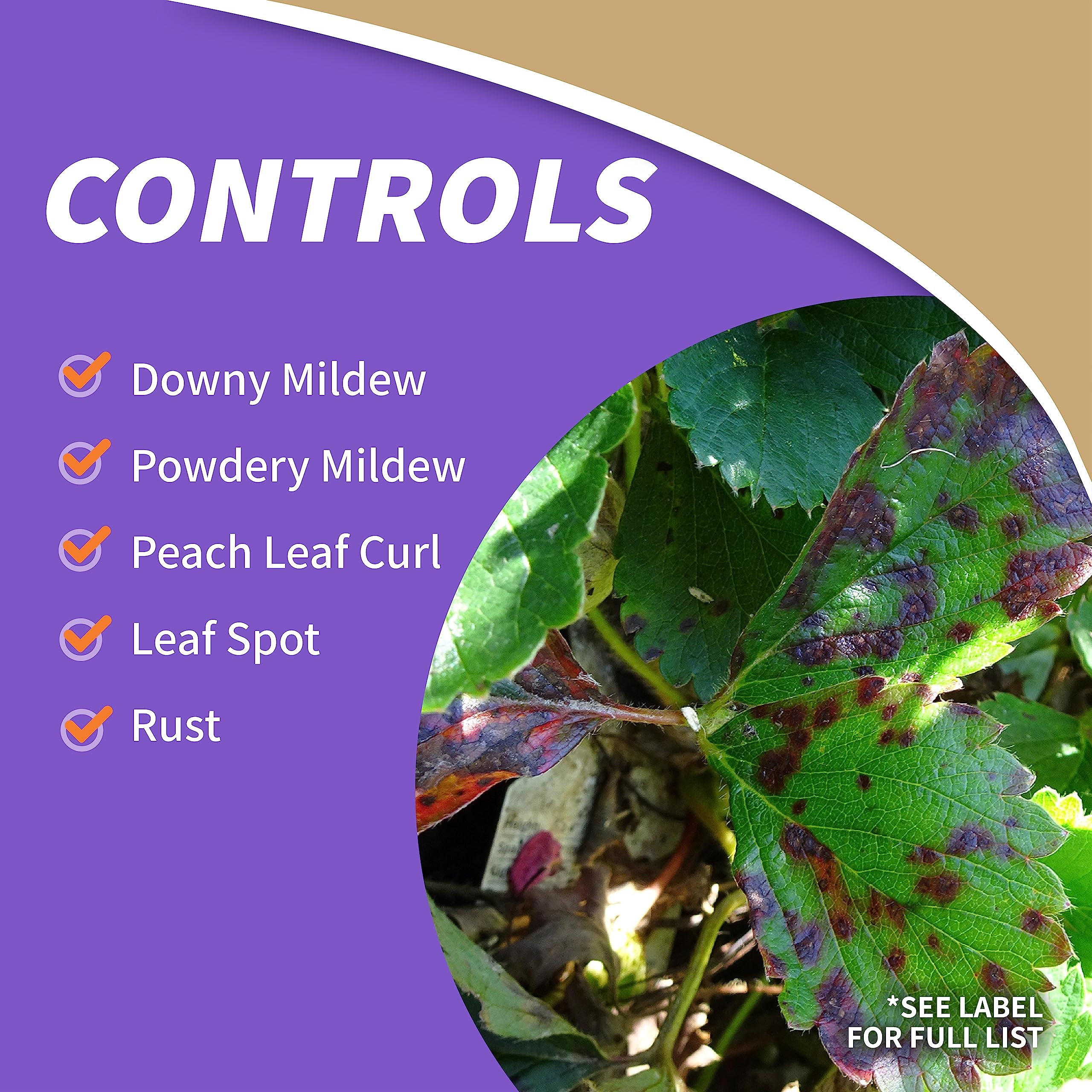Leaves treated with Captain Jack’s Copper Fungicide showing improved protection