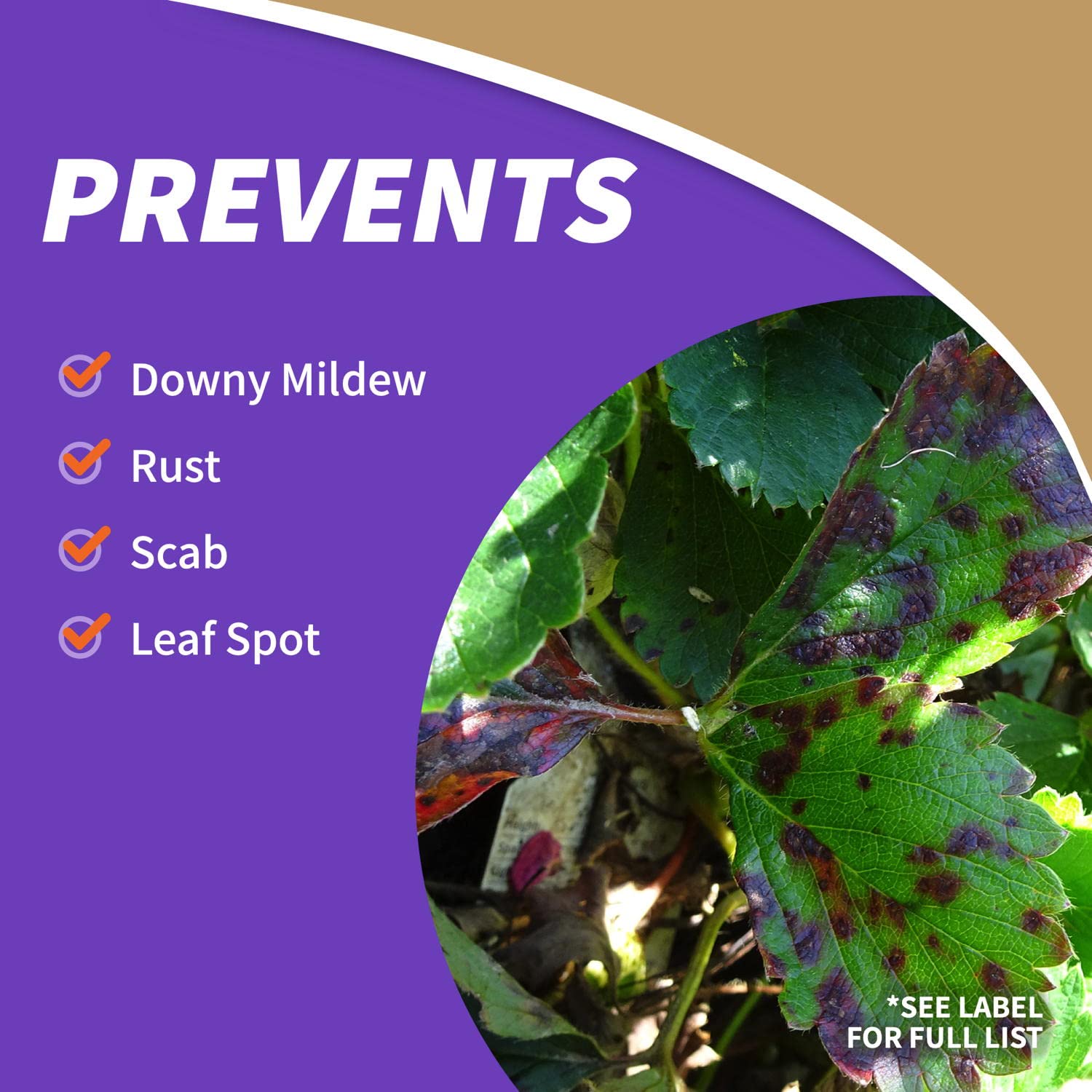 Bonide Captain Jack's Fruit Tree Spray applied on leaves for pest protection.