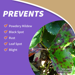 Bonide Captain Jack's pest-control targets beetles and mites on fruit trees.