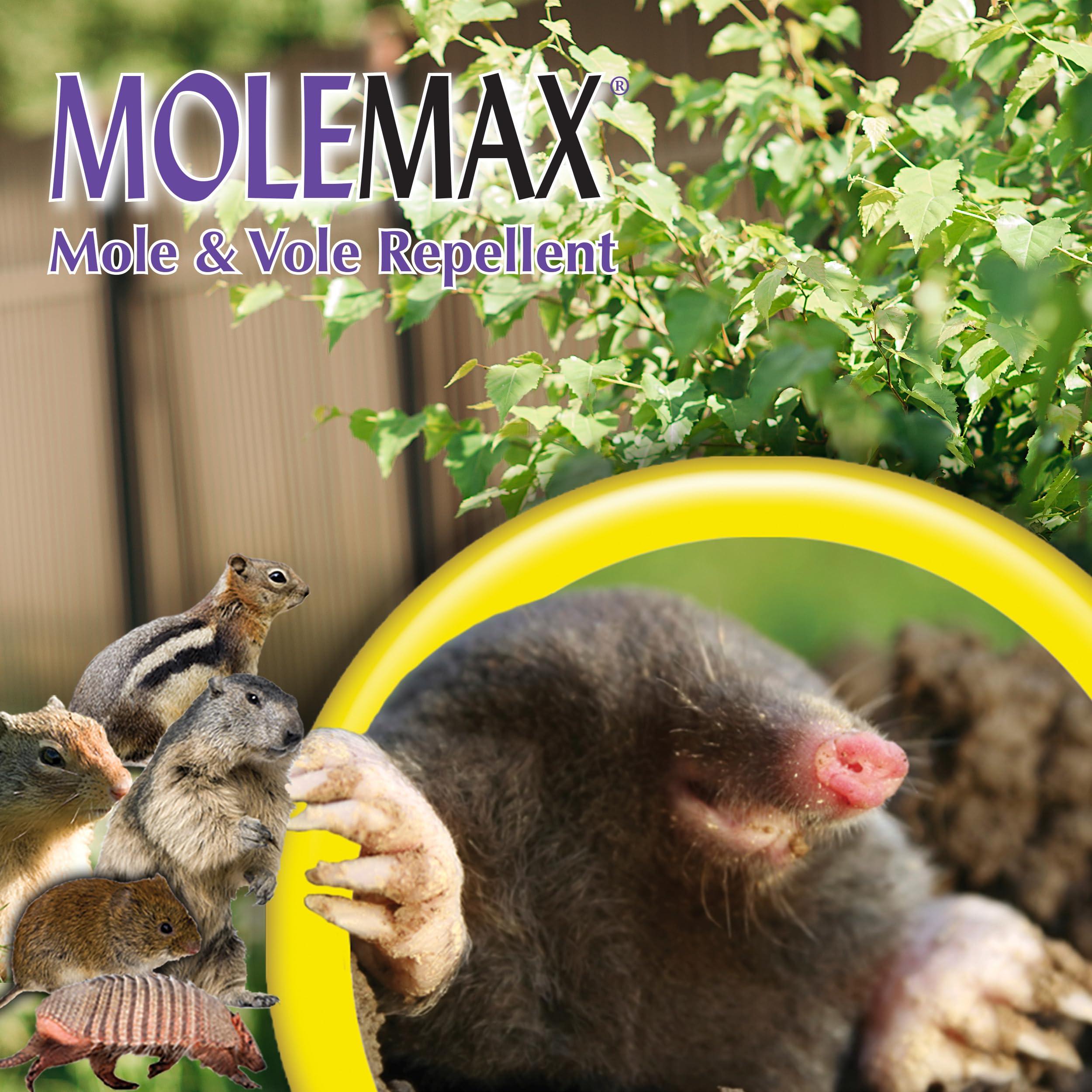 Bonide MOLEMAX container outdoors with up to three months of protection.