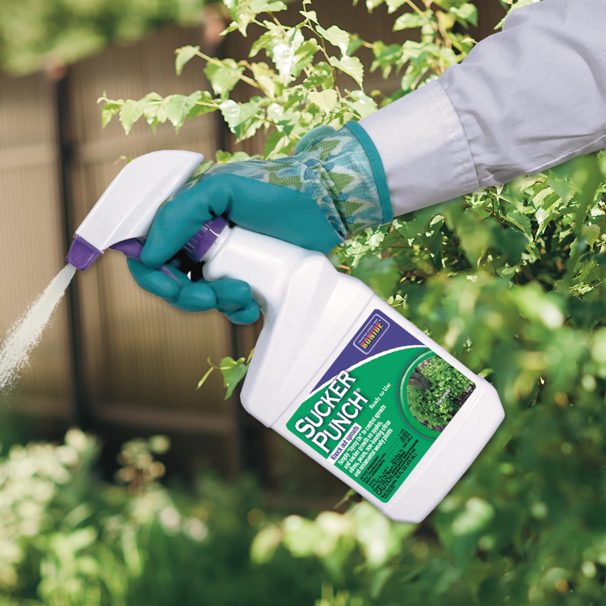 Bonide Sucker Punch spray in action on pruning areas.