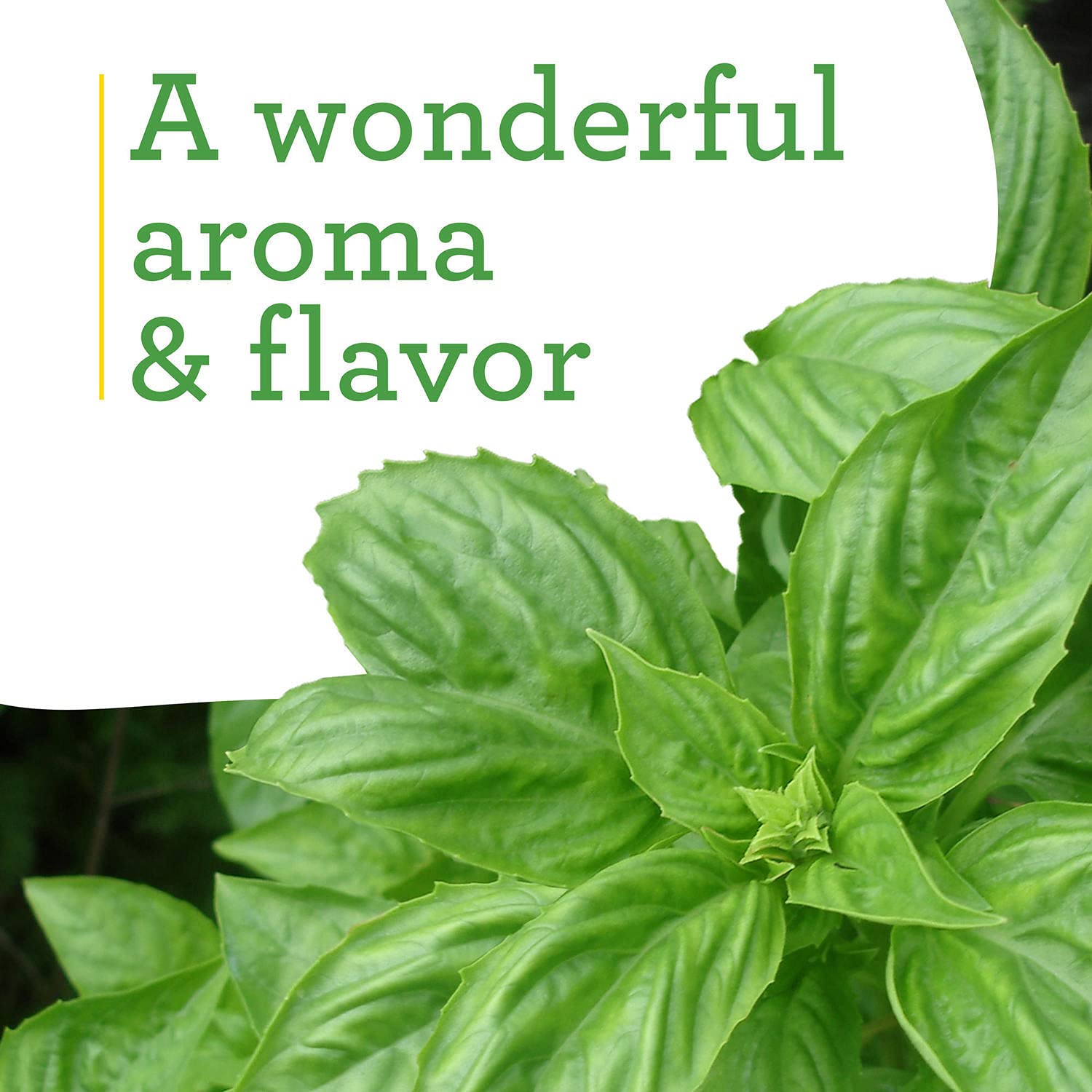 Bonnie Plants Sweet Basil thriving in full sun for flavorful harvests.
