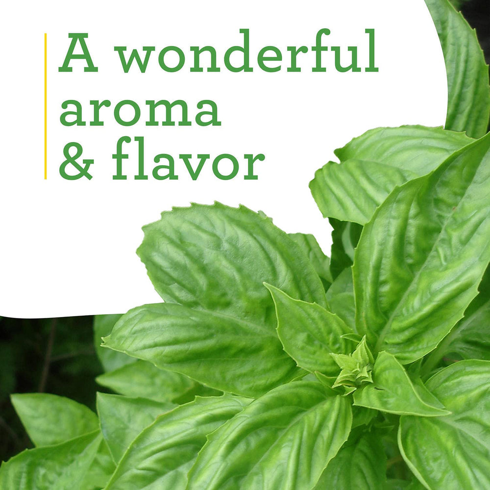 Bonnie Plants Sweet Basil thriving in full sun for flavorful harvests.
