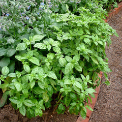 Bonnie Plants Sweet Basil leaves ideal for seasoning Italian dishes.