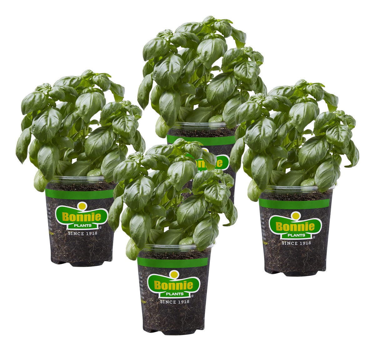 Bonnie Plants Sweet Basil leaves in full sun ready for fresh pesto.
